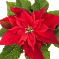 پوینستیا Poinsettia