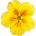 پامچالPrimrose