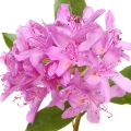 رودودندرون Rhododendron