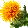 گلرنگ Safflower