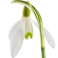 قطرات برف Snowdrops