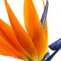 استرلیتزیا Strelitzia