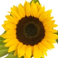 گل آفتابگردان Sunflower