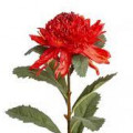 وراتاه Waratah