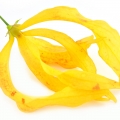 یلانگ یلانگ  Ylang-Ylang