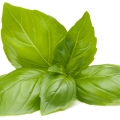 ریحان Basil