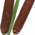 بورش Bulrush