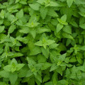 ماهی گربه ای Catnip