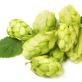 رازک Hops