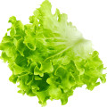 کاهو Lettuce