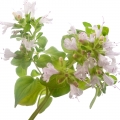 پونه کوهیOregano