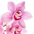 ارکیده Orchid