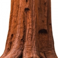 سکویاSequoia