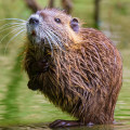 موش ابی Muskrat