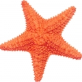 ستاره دریایی Starfish