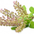 تولسی Tulsi