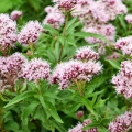 والرین Valerian