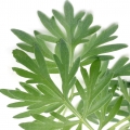 افسنطین Wormwood